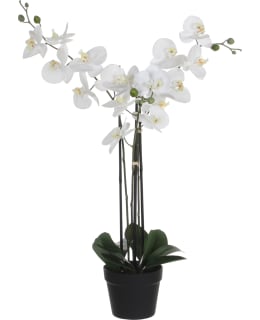 PHALAENOPSIS IN PLASTIC POT WHITE Main Image