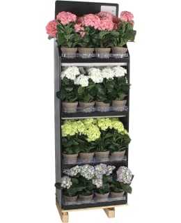 HYDRANGEA PINK IN POT STAN GREY Main Image