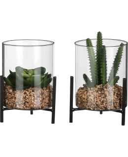 SUCCULENT GREEN 2 ASSORTED - H15XD13CM Main Image