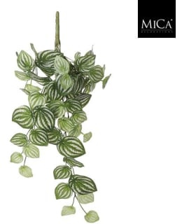 MICA PEPEROMIA 58X20X14CM TEKOKASVI Main Image