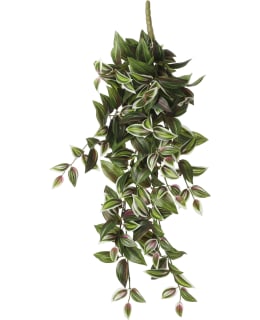 MICA TRADESCANTIA 54X20X15CM TEKOKASVI Main Image