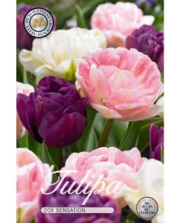 TULPPAANI SENSATION Main Image