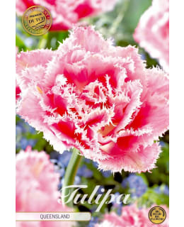 TULPPAANI FRINGED DOUBLE QUEENSLAND Main Image
