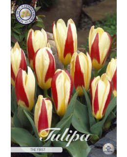 TULPPAANI KAUFMANNIA THE FIRST Main Image