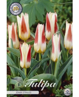 TULPPAANI KAUFMANNIANA JOHAN STRAUSS Main Image