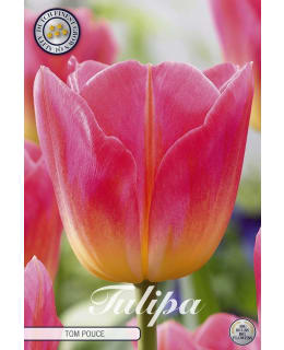 TULPPAANI TRIUMPH TOM POUCE Main Image