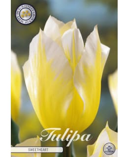 TULPPAANI FOSTERIANA SWEETHEART 7KPL Main Image
