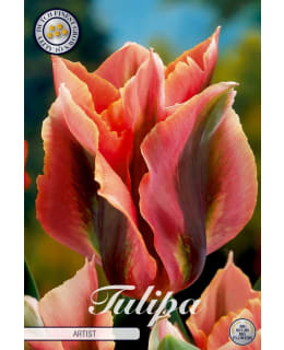 TULPPAANI VIRIDIFLORA ARTIST Main Image