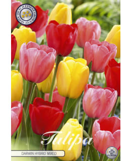 TULPPAANI DARWIN HYBRIDE MIXED 10KPL Main Image