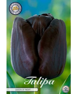TULPPAANI SINGLE LATE QUEEN OF NIGHT Main Image