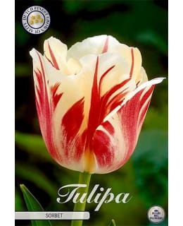 TULPPAANI SINGLE LATE SORBET Main Image