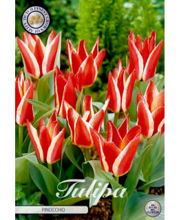 TULPPAANI GREIGII PINOCCHIO 7KPL Main Image