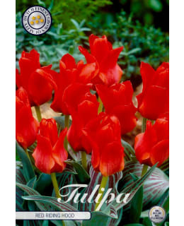 TULPPAANI GREIGII RED RIDING HOOD Main Image