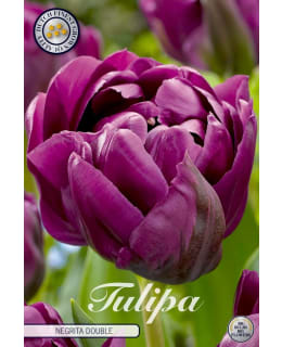 TULPPAANI DOUBLE LATE NEGRITA Main Image