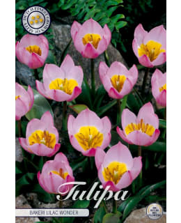 TULPPAANI SPECIE BAKERI LILAC WONDER Main Image
