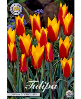TULPPAANI CHRYSANTHA TUBERGENS GEM Main Image