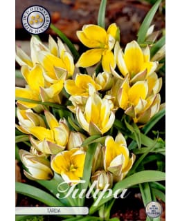 TULPPAANI TARDA Main Image