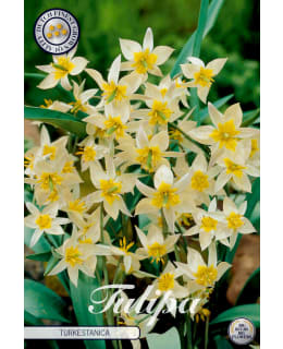 TULPPAANI TURKESTANICA 10KPL Main Image