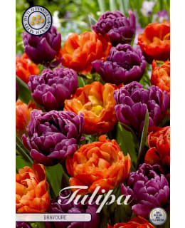 TULPPAANI GARDEN BRAVOURE Main Image