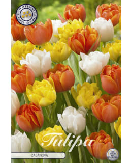TULPPAANISEKOITUS CASANOVA 10KPL Main Image