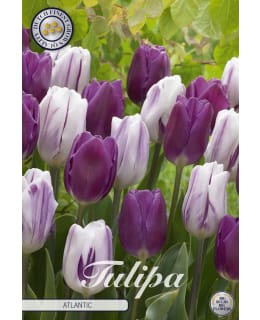 TULPPAANI ATLANTIC MIX 10KPL Main Image