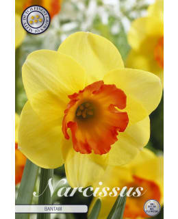 NARSISSI TRUMPET BANTAM 5KPL Main Image