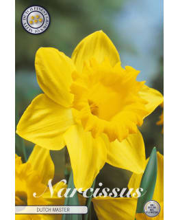 NARSISSI TRUMPET DUTCH MASTER 5KPL Main Image
