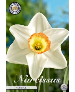 NARSISSI TRUMPET HIGH SOCIETY Main Image