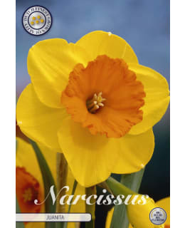 NARSISSI TRUMPET JUANITA 5KPL Main Image
