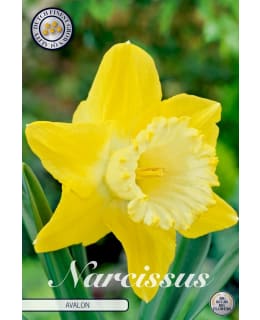 NARSISSI TRUMPET AVALON Main Image