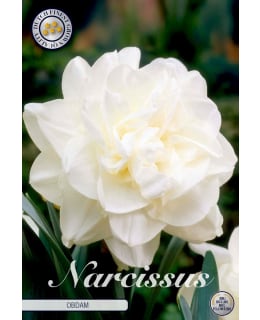 NARSISSI DOUBLE OBDAM Main Image