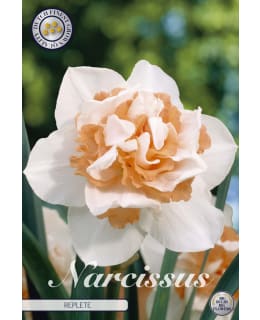 NARSISSI DOUBLE REPLETE 5KPL Main Image