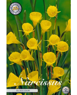 NARSISSI JONQUILLA BULBOCONIUM Main Image