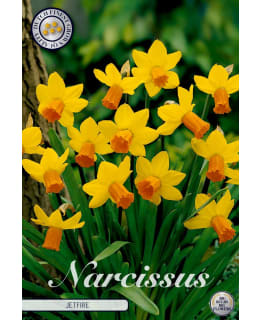 NARSISSI CYCLAMINEUS JETFIRE Main Image
