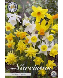 NARSISSI CYCL/TRIA/JONQ BOTANICAL  10KPL Main Image
