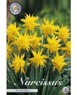 NARSISSI MINOR PUMILIS RIP VAN WINKLE Main Image