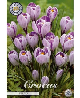 Krookus Vernus Pickwick 10kpl kukkasipuli Main Image