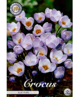 KROOKUS CHRYSANTHUS BLUE PEARL Main Image
