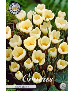 KROOKUS CHRYSANTHUS CREAM BEAUTY Main Image