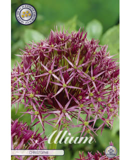 TÄHTILAUKKA ALLIUM CHRISTOPHII 5KPL Main Image