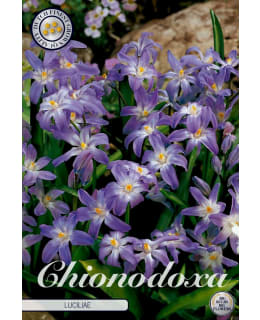 KEVÄTTÄHTI CHIONODOXA LUCILIAE Main Image
