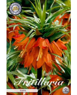 SH FRITILLARIA IMPERIALIS RUBRA Main Image