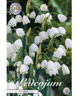 KESÄLUMIPISARA AESTIVUM 10KPL Main Image