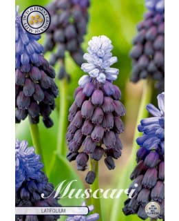 HELMILILJA MUSCARI LATIFOLIUM Main Image