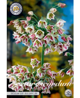 HAJULAUKKA NECTAROSCORDUM SICULUM Main Image