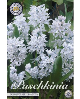 POSLIINIHYASINTTI SCILLOIDES VAR LIBANOT Main Image