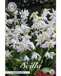 IDÄNSINILILJA SIBERICA ALBA 15KPL Main Image