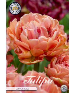 TULPPAANI DOUBLE LATE COPPER IMAGE 5KPL Main Image