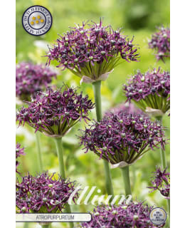 VIINILAUKKA ARTROPURPUREUM 5KPL Main Image