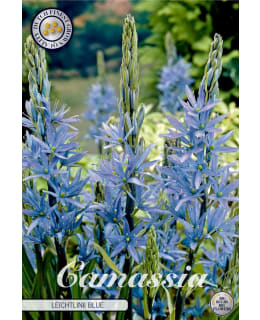 TÄHTIHYASINTTI CAMASSIA LEICHTLINII Main Image